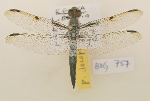  ( - BOG 757)  @11 [ ] Copyright (2011) NMK National Museums of Kenya