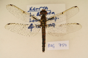  (Palpopleura deceptor - BOG 759)  @13 [ ] Copyright (2011) NMK National Museums of Kenya