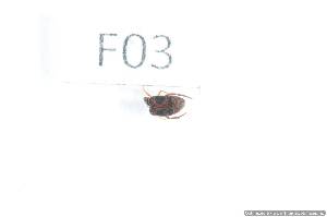  ( - 14409-CamaF03)  @11 [ ] Copyright (2012) Fabian Haas icipe