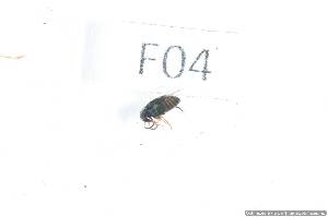  ( - 14409-CamaF04)  @11 [ ] Copyright (2012) Fabian Haas icipe