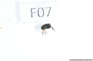  ( - 14409-CamaF07)  @11 [ ] Copyright (2012) Fabian Haas icipe