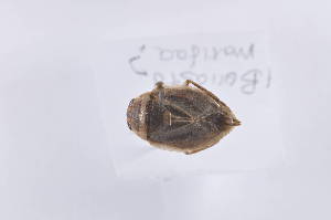  ( - BelaA12)  @12 [ ] Unspecified (default): All Rights Reserved  Unspecified icipe