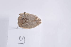  ( - BelaB03)  @12 [ ] Unspecified (default): All Rights Reserved  Unspecified icipe