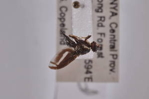  ( - CadiA12)  @11 [ ] Copyright (2011) Fabian Haas icipe