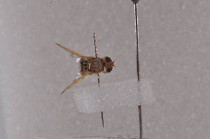  ( - CediC10)  @11 [ ] Copyright (2011) Fabian Haas icipe