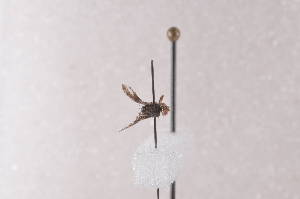  ( - TrteF07)  @12 [ ] Copyright (2011) Fabian Haas icipe