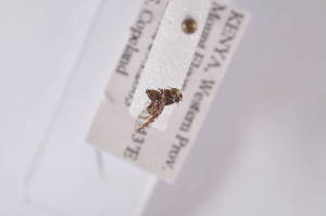  ( - TrcoH02)  @12 [ ] Copyright (2011) Fabian Haas icipe