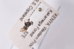  (Trirhithrum inscriptum - TrinC09)  @12 [ ] Copyright (2011) Fabian Haas icipe
