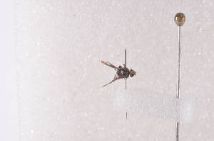  ( - TrteD01)  @12 [ ] Copyright (2011) Fabian Haas icipe