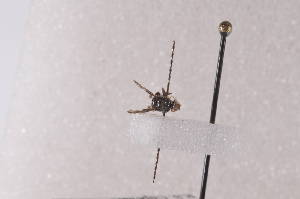  ( - TrteD02)  @12 [ ] Copyright (2011) Fabian Haas icipe