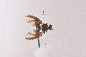  (Trirhithrum demeyeri - TrdeD12)  @11 [ ] Copyright (2011) Fabian Haas icipe