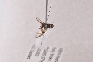  ( - TrovE02)  @11 [ ] Copyright (2011) Fabian Haas icipe