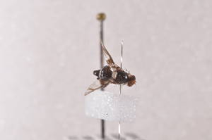  ( - TrovE03)  @11 [ ] Copyright (2011) Fabian Haas icipe