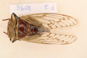  (Platypleura polydorus - FZ 1095)  @13 [ ] Copyright (2011) NMK National Museums of Kenya