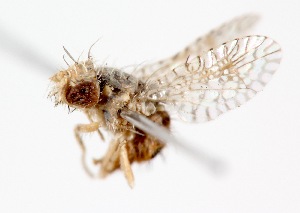  (Rhochmopterum sp. 2 - 19646TephD6)  @11 [ ] Copyright (2013) RS Copeland Unspecified