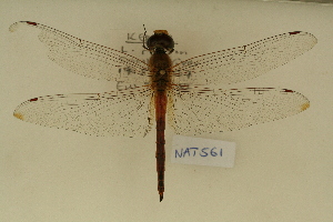  ( - NAT 561)  @13 [ ] Copyright (2011) NMK National Museums of Kenya