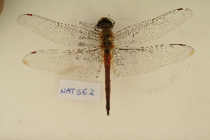 ( - NAT 562)  @13 [ ] Copyright (2011) NMK National Museums of Kenya