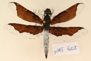  ( - NAT 608)  @12 [ ] Copyright (2011) NMK National Museums of Kenya