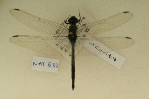  ( - NAT 632)  @12 [ ] Copyright (2011) NMK National Museums of Kenya