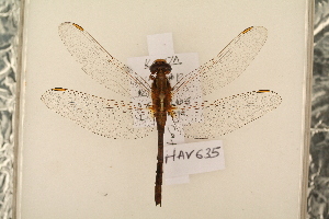  ( - NAV 635)  @13 [ ] Copyright (2011) NMK National Museums of Kenya