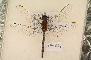  ( - NAV 637)  @11 [ ] Copyright (2011) NMK National Museums of Kenya