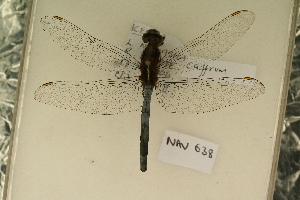  ( - NAV 638)  @12 [ ] Copyright (2011) NMK National Museums of Kenya