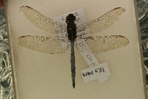  ( - NAV 639)  @12 [ ] Copyright (2011) NMK National Museums of Kenya