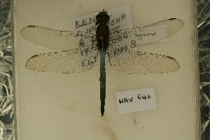  ( - NAV 640)  @13 [ ] Copyright (2011) NMK National Museums of Kenya