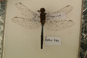  ( - NAV 641)  @13 [ ] Copyright (2011) NMK National Museums of Kenya