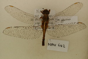  ( - NAV 642)  @11 [ ] Copyright (2011) NMK National Museums of Kenya