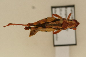  ( - TT 358)  @13 [ ] Copyright (2011) NMK National Museums of Kenya