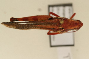  ( - TT 362)  @13 [ ] Copyright (2011) NMK National Museums of Kenya