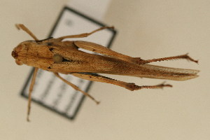  (Morphacris fasciata - TT 368)  @14 [ ] Copyright (2011) NMK National Museums of Kenya