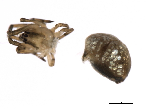  ( - CHU-SPI-246)  @12 [ ] CreativeCommons - Attribution (2009) CBG Photography Group Centre for Biodiversity Genomics