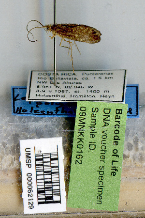  (Lepidostoma polylepidum - 09MNKK0162)  @12 [ ] Copyright (2010) Karl Kjer Rutgers University
