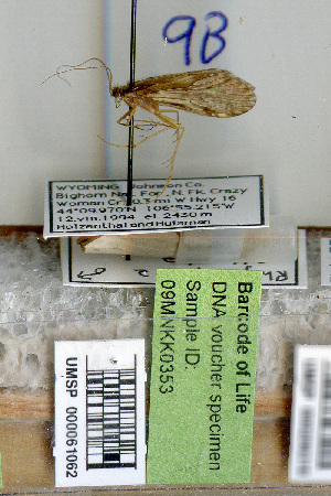  (Rhyacophila alberta - 09MNKK0353)  @11 [ ] Copyright (2010) Karl Kjer Rutgers University