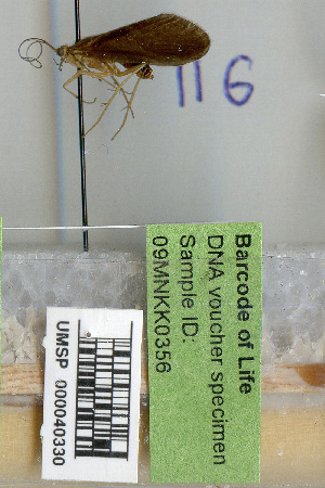  (Rhyacophila appalachia - 09MNKK0356)  @11 [ ] Copyright (2010) Karl Kjer Rutgers University