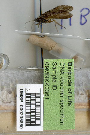 (Rhyacophila coloradensis - 09MNKK0361)  @13 [ ] Copyright (2010) Karl Kjer Rutgers University