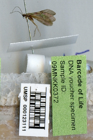  (Rhyacophila vagrita - 09MNKK0372)  @12 [ ] Copyright (2010) Karl Kjer Rutgers University