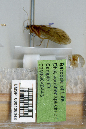  (Rhyacophila martynovi - 09MNKK0443)  @11 [ ] Copyright (2010) Karl Kjer Rutgers University
