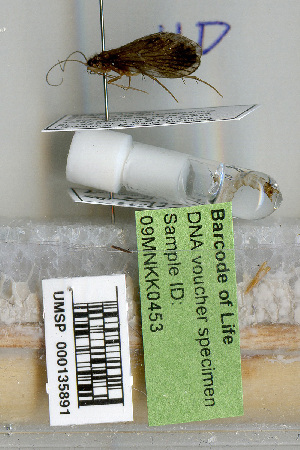  (Rhyacophila philopotamoides - 09MNKK0453)  @12 [ ] Copyright (2010) Karl Kjer Rutgers University