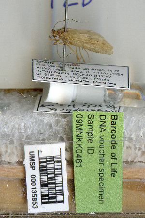  (Rhyacophila fasciata - 09MNKK0461)  @13 [ ] Copyright (2010) Karl Kjer Rutgers University