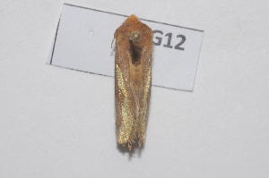  (Trichoplusia orichalcea - 13321-TrorG12)  @11 [ ] Copyright (2011) Fabian Haas icipe