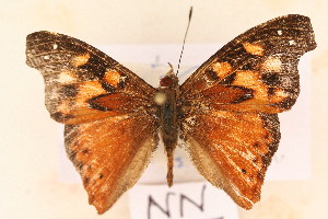  (Apaturopsis cleocharis - NN 1704)  @11 [ ] Copyright (2011) NMK National Museums of Kenya