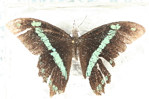  (Papilio bromius - TT 216)  @13 [ ] Copyright (2011) NMK National Museums of Kenya