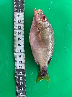  ( - Lg-LJG-005)  @11 [ ] CreativeCommons - Attribution (2023) Thomas Mkare Kenya Marine and Fisheries Research Institute