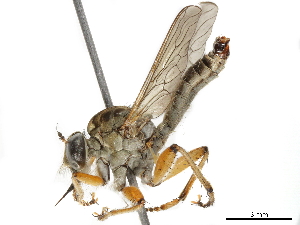  (Ommatius flavipes - BIOUG45230-G03)  @11 [ ] CreativeCommons - Attribution (2019) CBG Photography Group Centre for Biodiversity Genomics