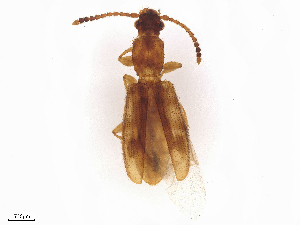  ( - BIOUG48586-C11)  @11 [ ] CreativeCommons - Attribution Share - Alike (2025) CBG Photography Group Centre for Biodiversity Genomics