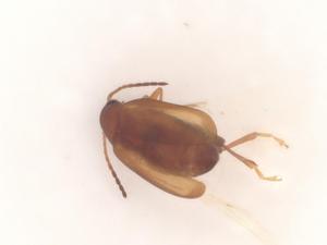  ( - BIOUG48094-D07)  @11 [ ] CreativeCommons - Attribution Share - Alike (2024) Centre for Biodiversity Genomics Centre for Biodiversity Genomics