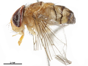 ( - BIOUG43501-B04)  @11 [ ] CreativeCommons - Attribution (2019) CBG Photography Group Centre for Biodiversity Genomics